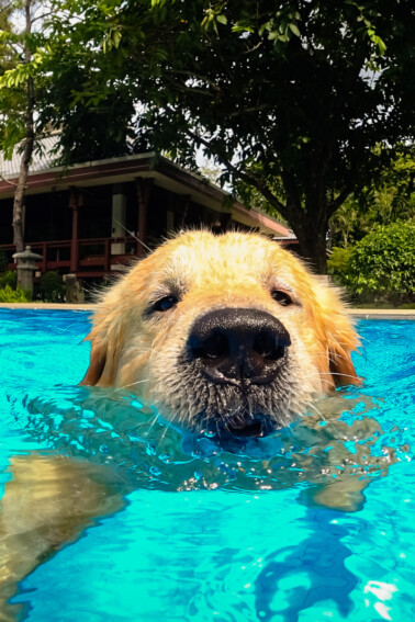 Dog refuses to get out of pool video - kids activities Blog - dog swimming in pool