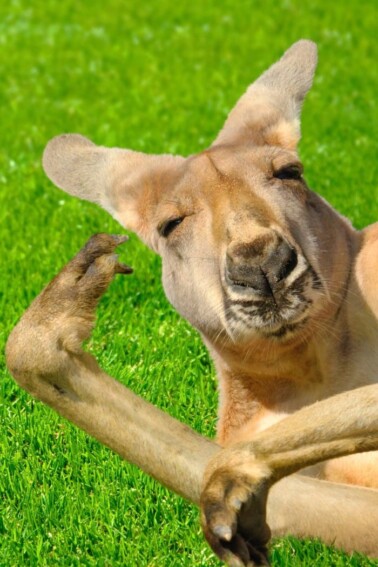 random fun facts for kids - kangaroo laying on side looking at camera with funny face - Kids Activities Blog