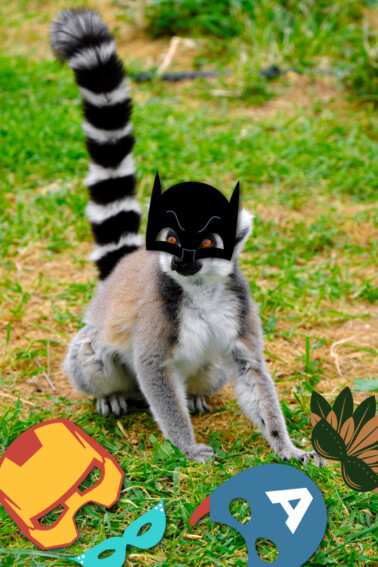 Lemur Trying on Halloween Masks Video - Kids Activities Blog
