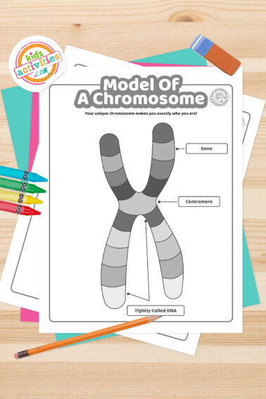 Black and white model of a chromosome coloring pages lying on top of a blue-green sheet with multicolored letters on a light gray background.