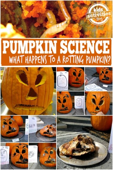 Pumpkin Science What Happens to a Rotting Pumpkin